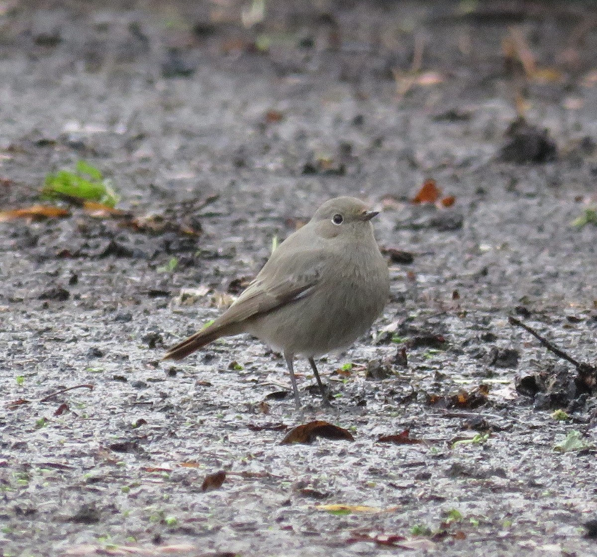 Black Redstart - ML297109511