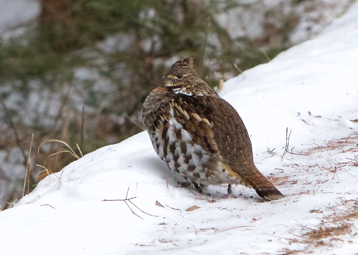 Ruffed Grouse - ML297109521