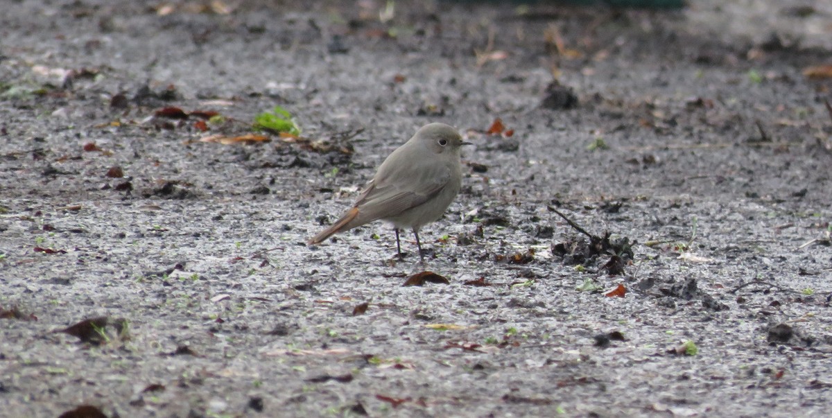 Black Redstart - ML297109621