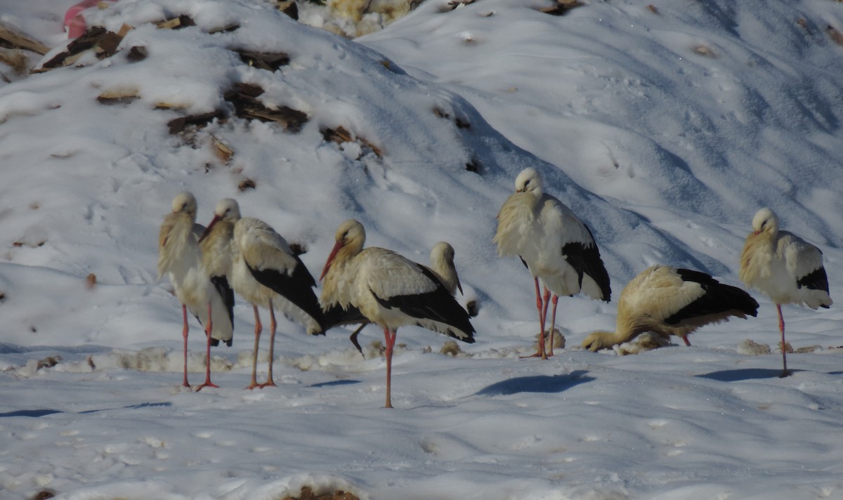 White Stork - Juan Carlos Albero