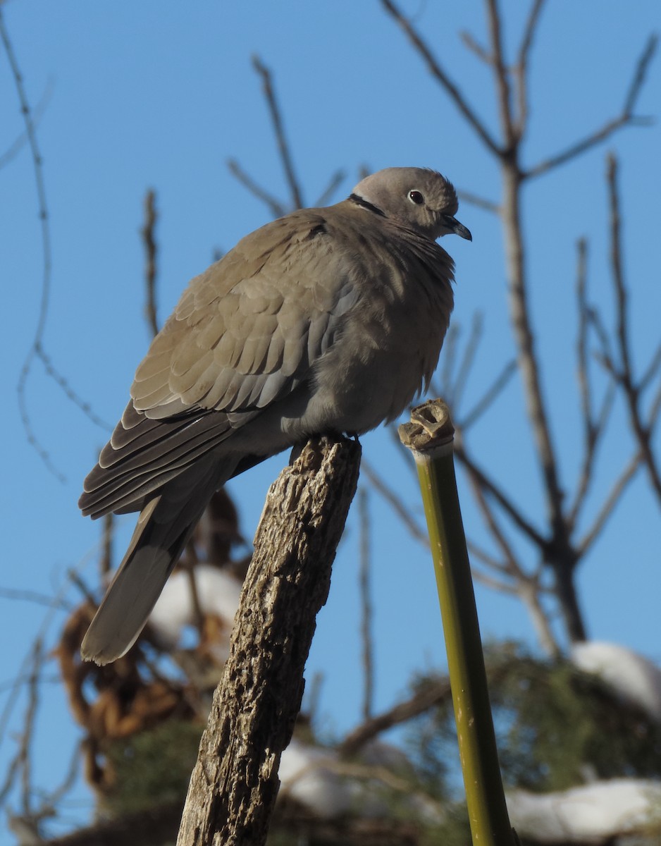 Eurasian Collared-Dove - ML297109971