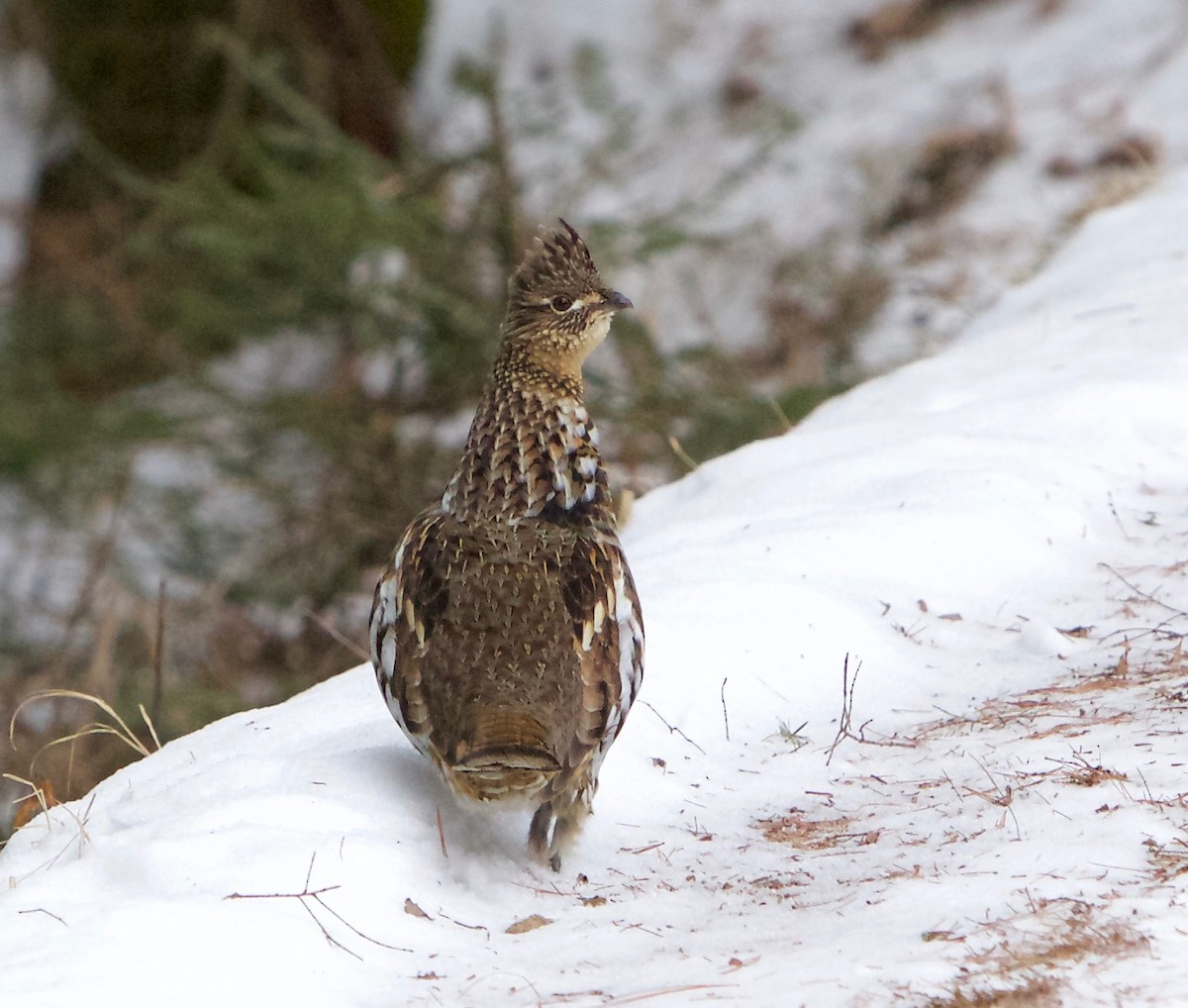 Ruffed Grouse - Robert Bruss