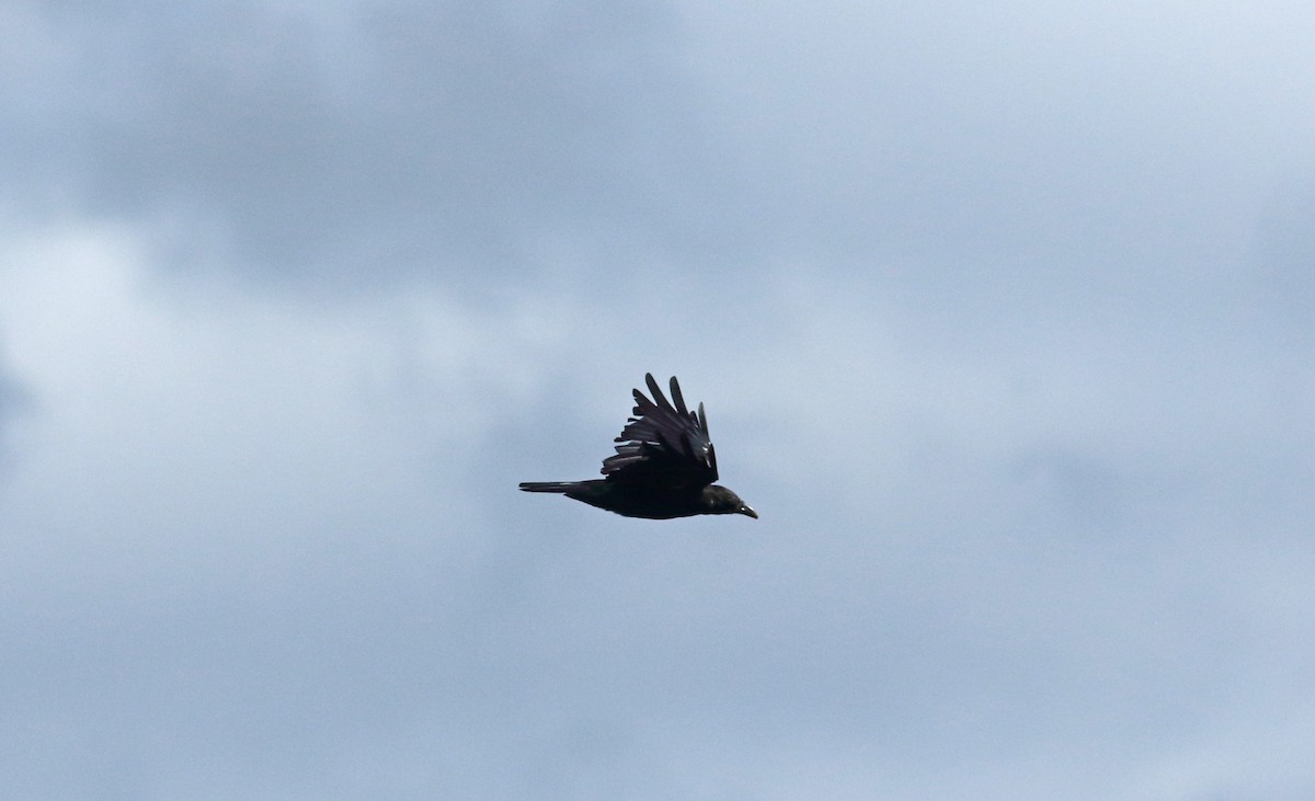 Carrion Crow - ML297111411