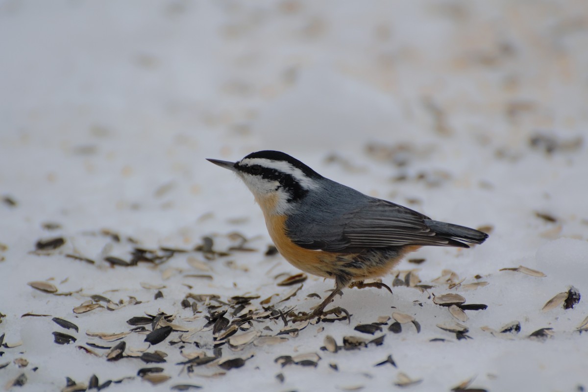 Red-breasted Nuthatch - Connor Hawey