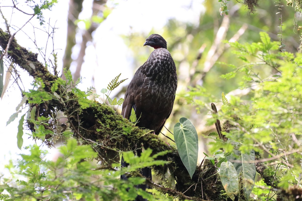 Cauca Guan - ML297112571