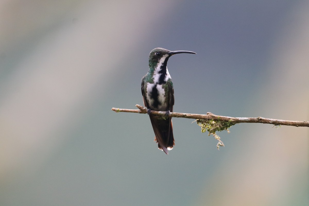 Black-throated Mango - ML297115001