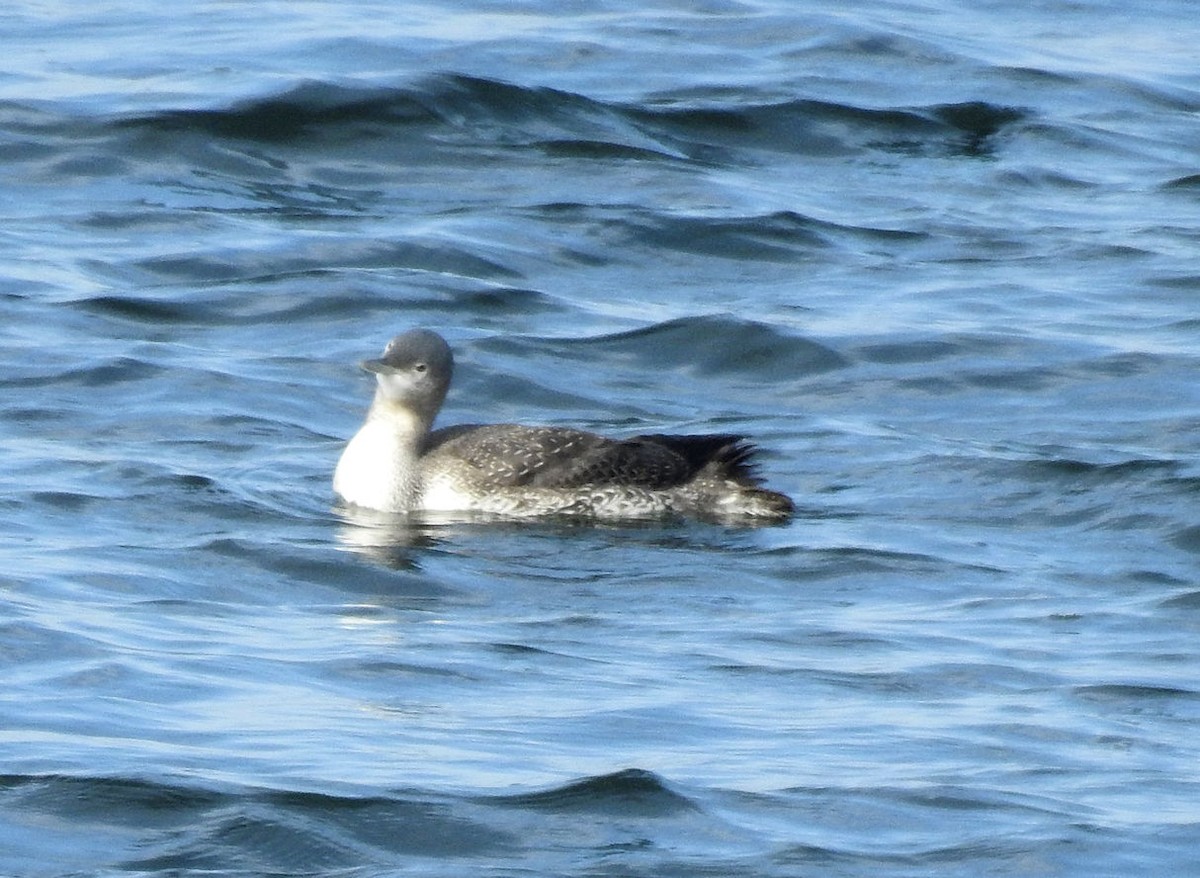 Red-throated Loon - ML297116381