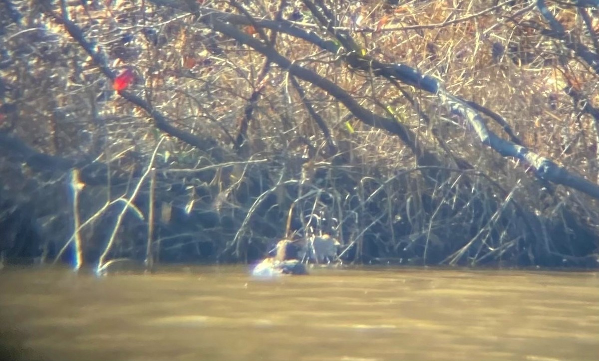Common Goldeneye - ML297116781