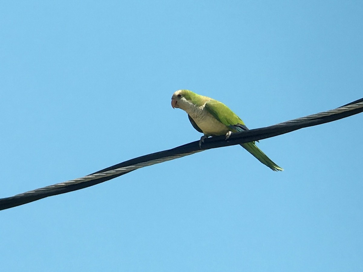 Monk Parakeet - ML29711681