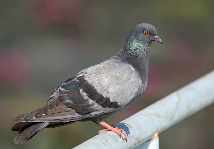Rock Pigeon (Feral Pigeon) - Helmut Wehowsky