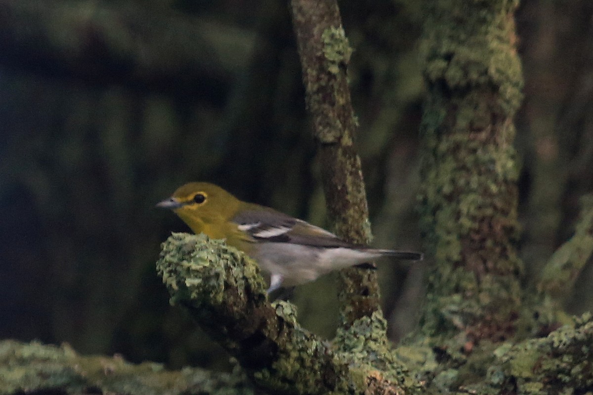 Yellow-throated Vireo - ML29711751