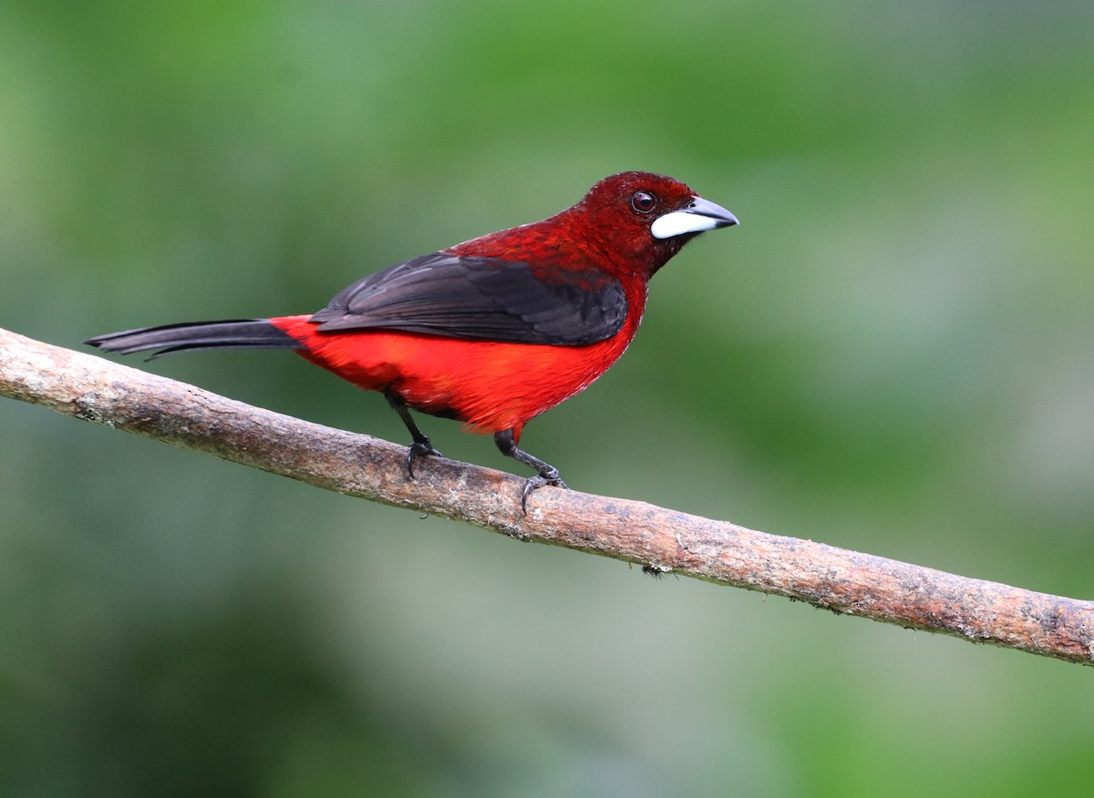 Crimson-backed Tanager - ML297117521