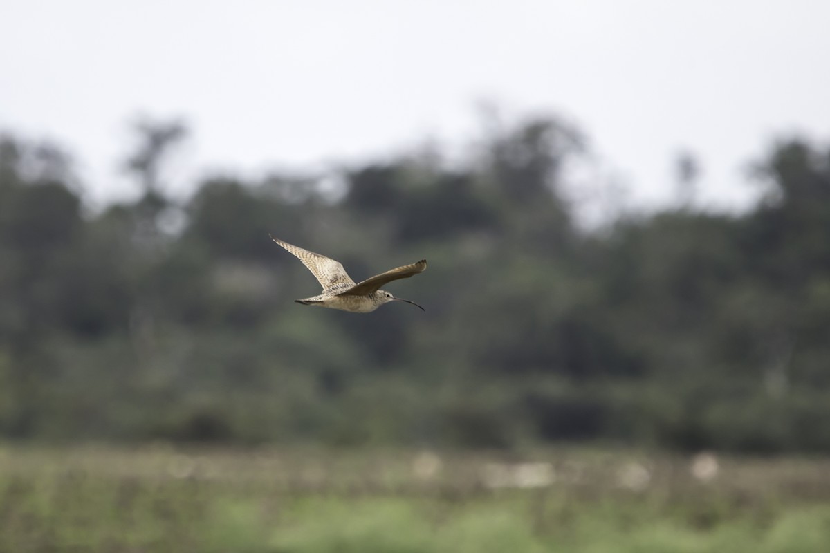 Long-billed Curlew - ML297117791