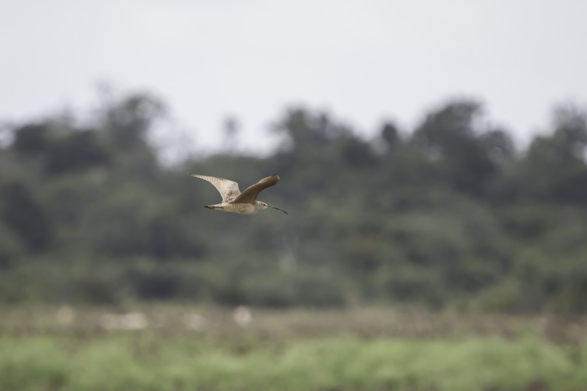Long-billed Curlew - ML297117841