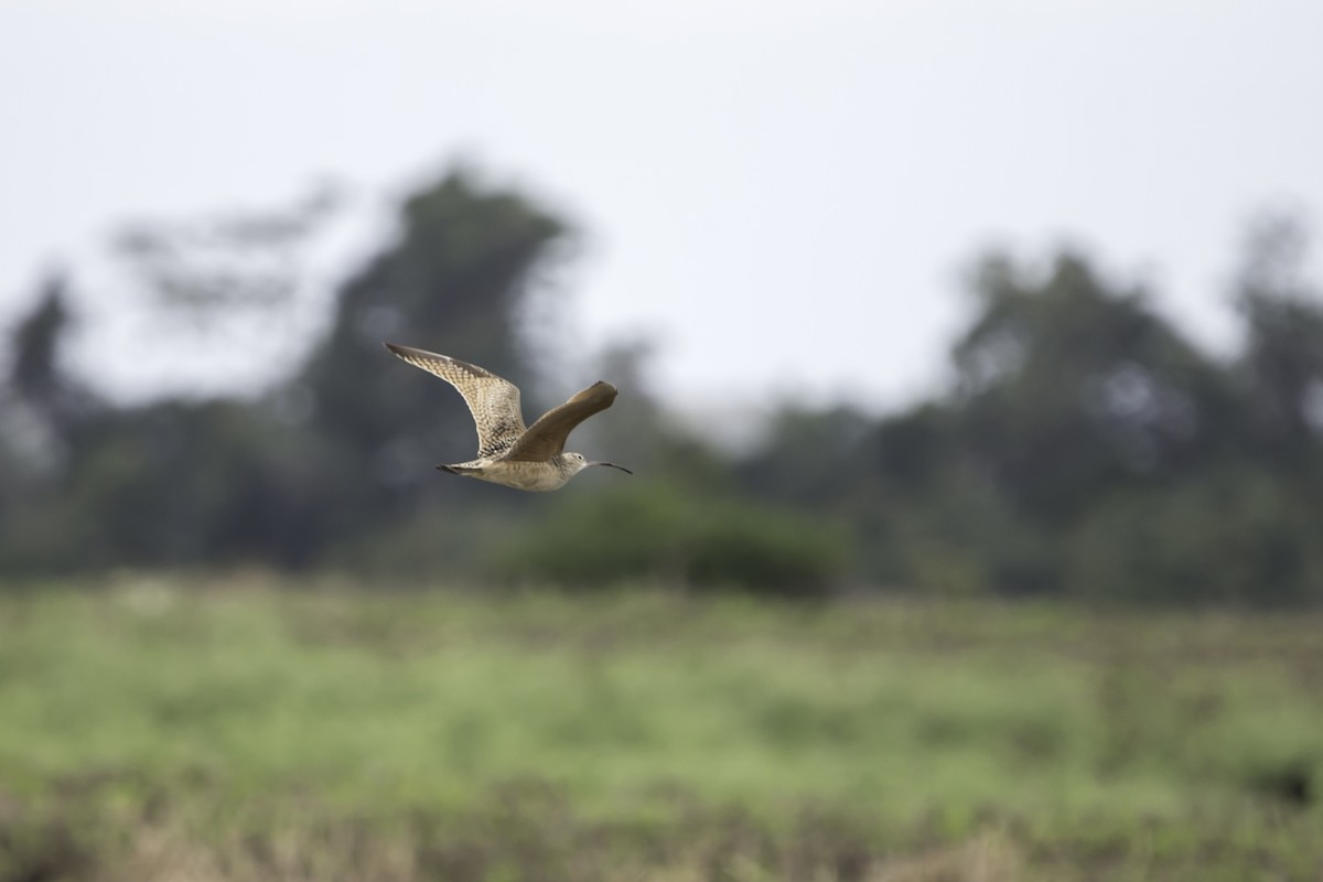 Long-billed Curlew - ML297118111
