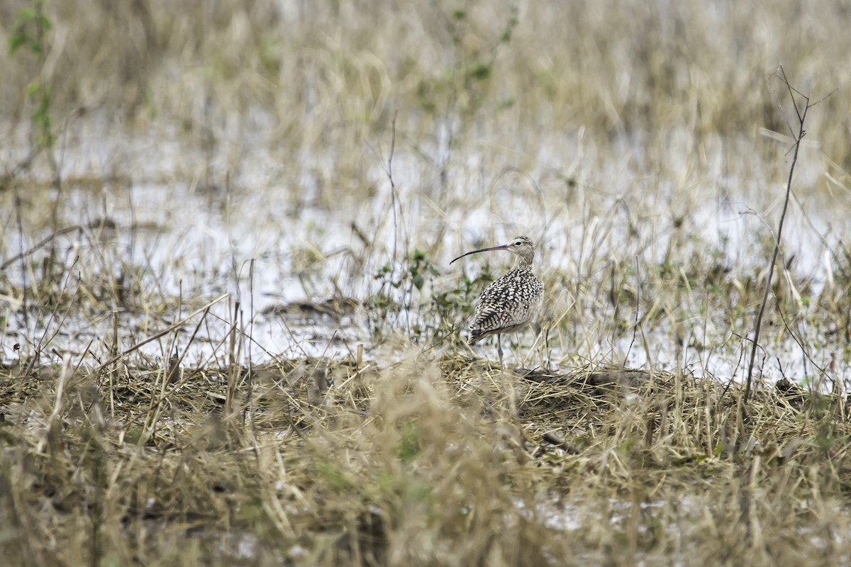 Long-billed Curlew - ML297118171