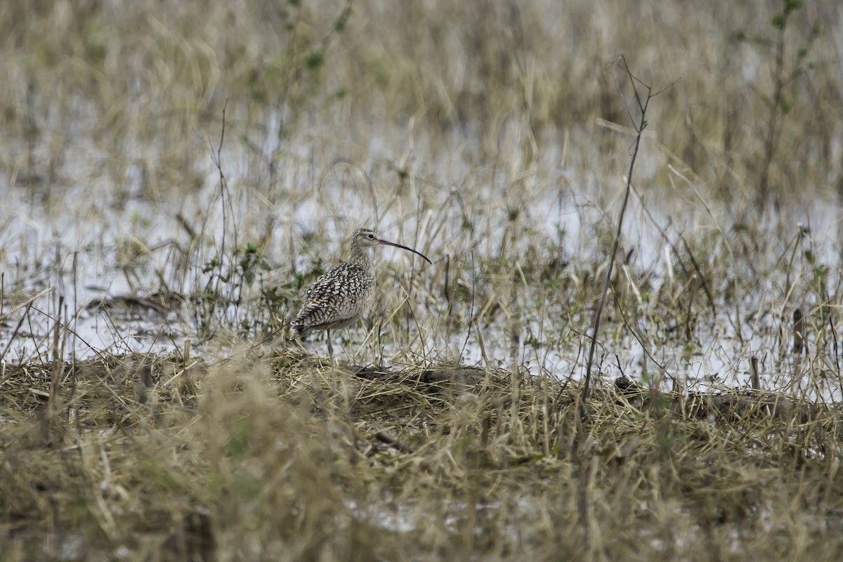 Long-billed Curlew - ML297118181