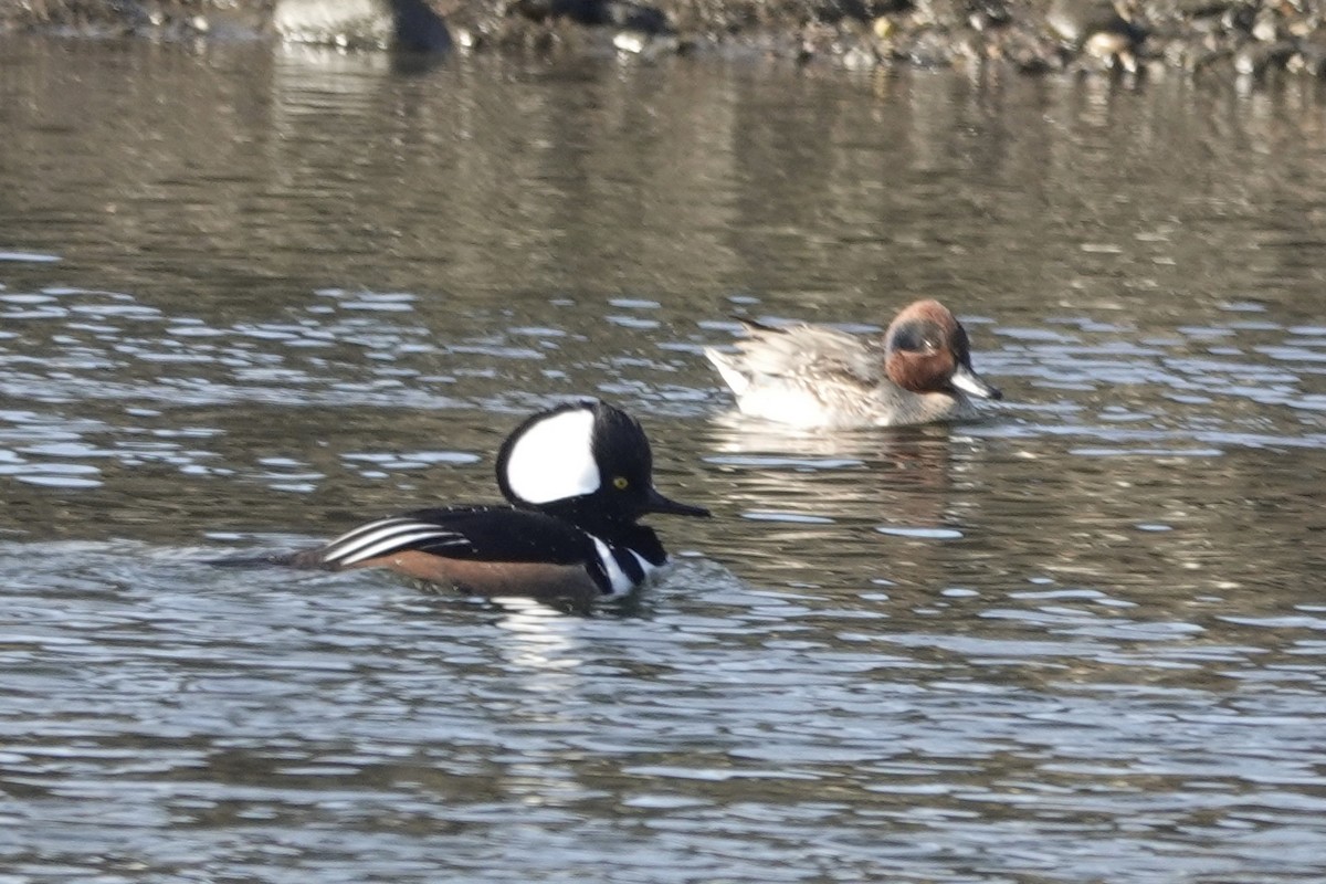 Hooded Merganser - ML297118891