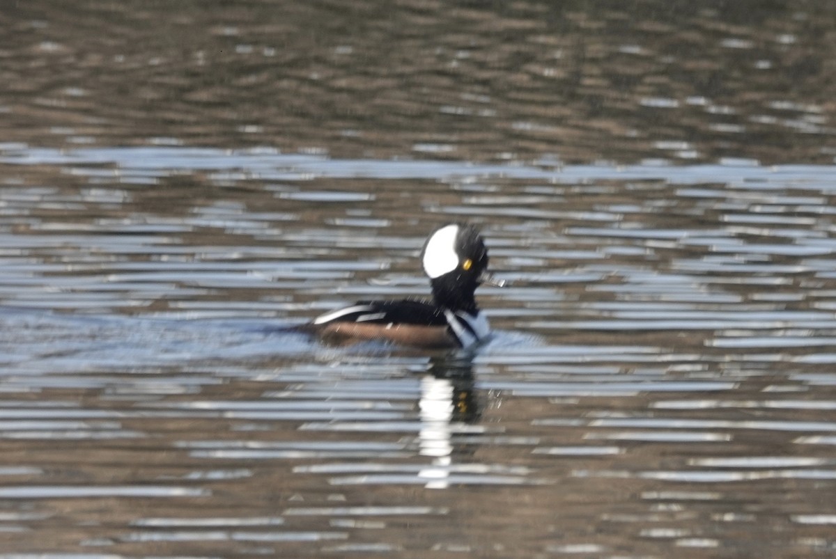 Hooded Merganser - ML297118901