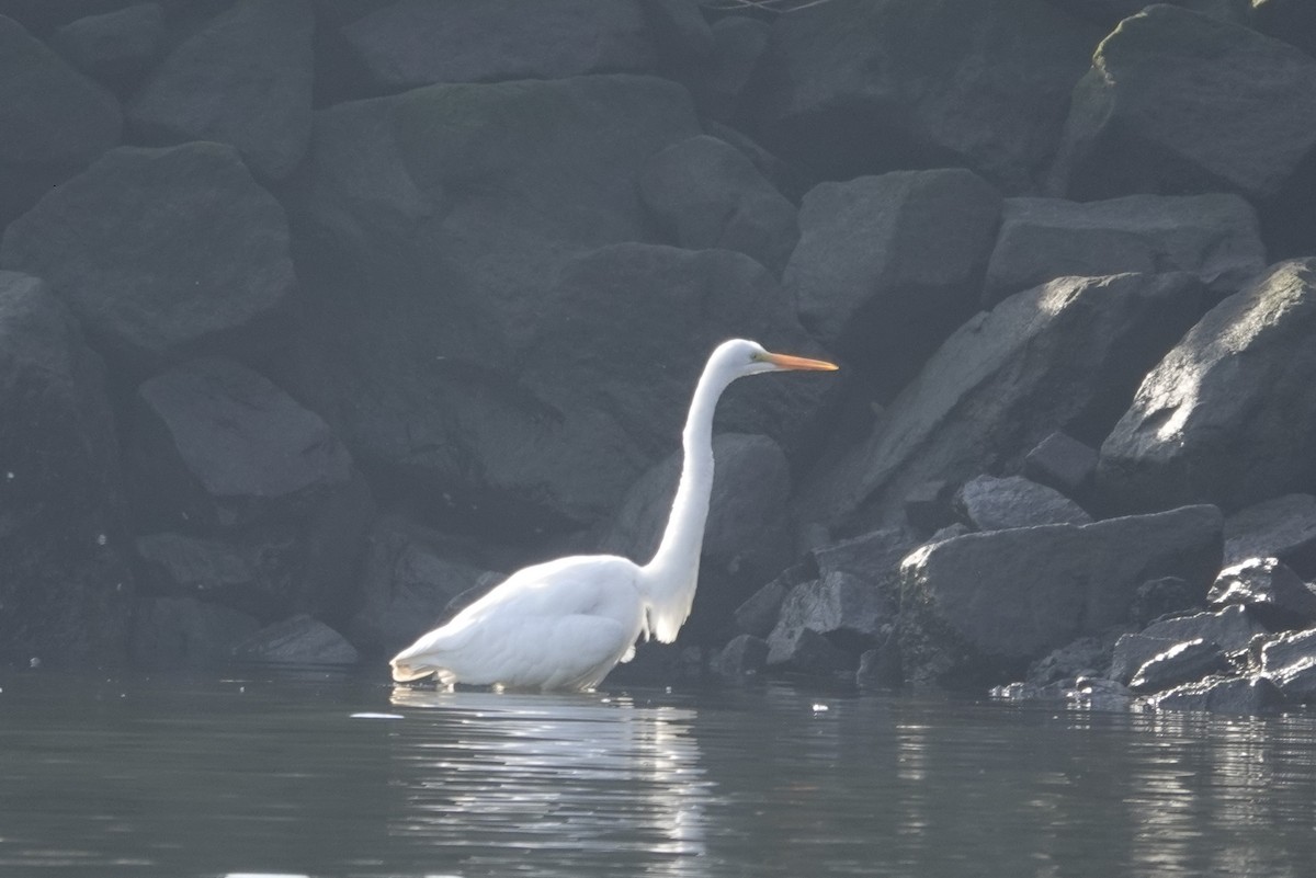 Цасч дэглий - ML297119071