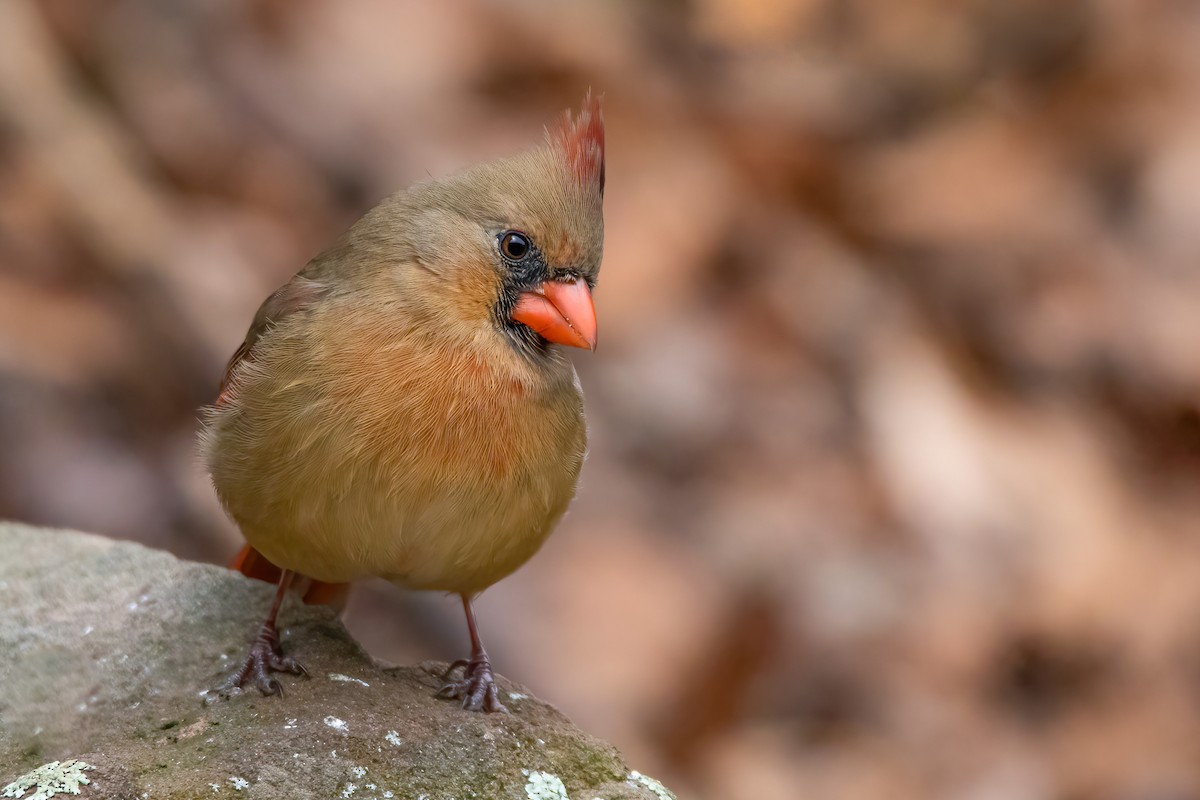 Northern Cardinal - ML297119471