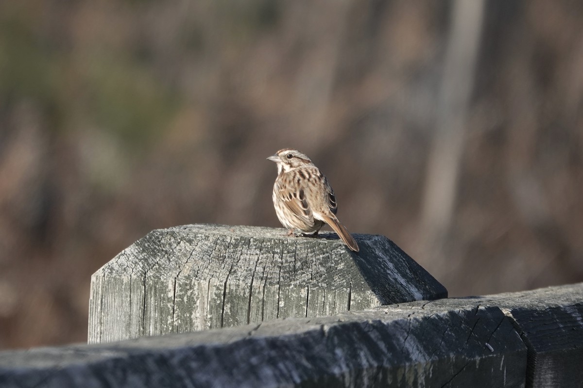 Song Sparrow - ML297119821