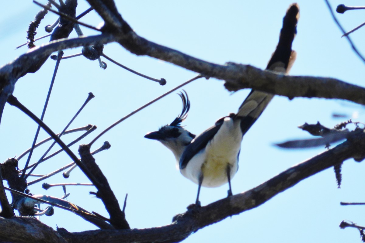 White-throated Magpie-Jay - Eugenio de Jesús Villanueva Franck