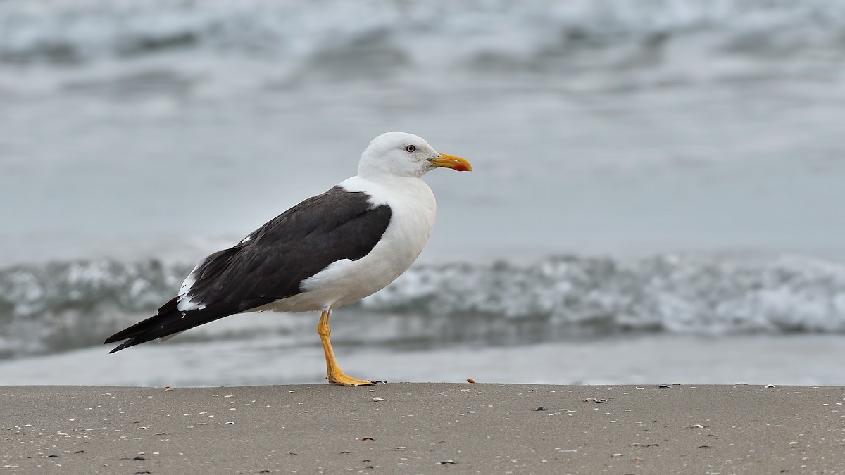 Lesser Black-backed Gull (fuscus) - Kuzey Cem Kulaçoğlu