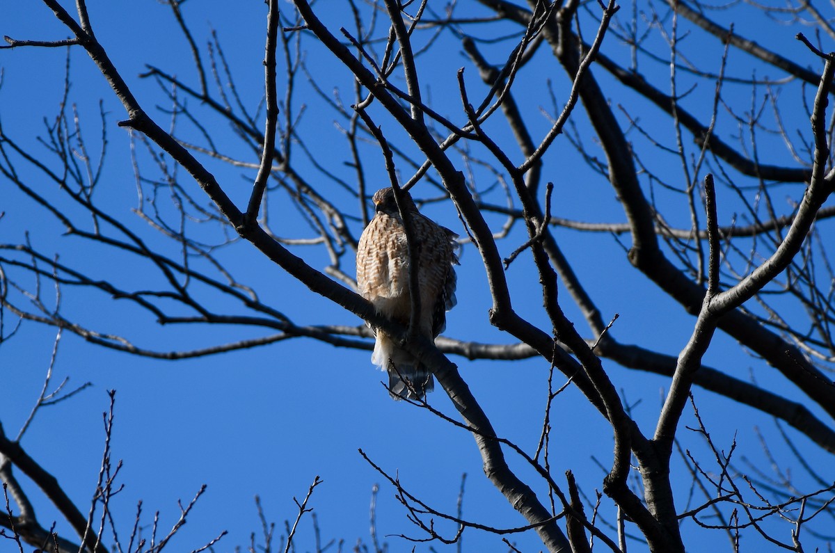 Red-shouldered Hawk - ML297120831