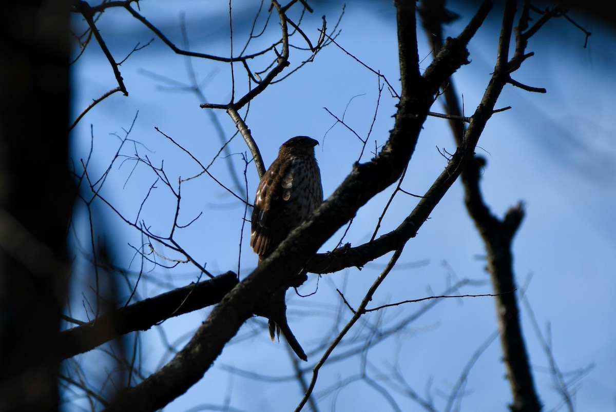 Cooper's Hawk - ML297120841