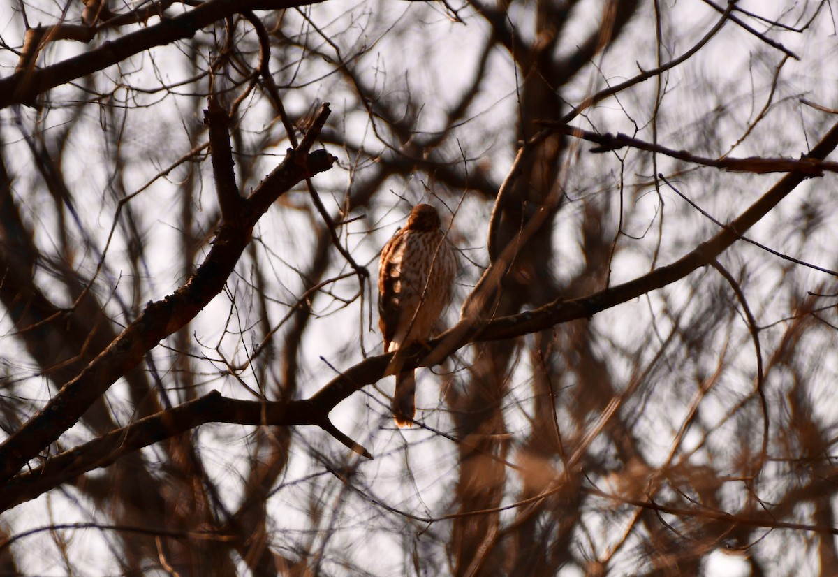 Cooper's Hawk - ML297120851