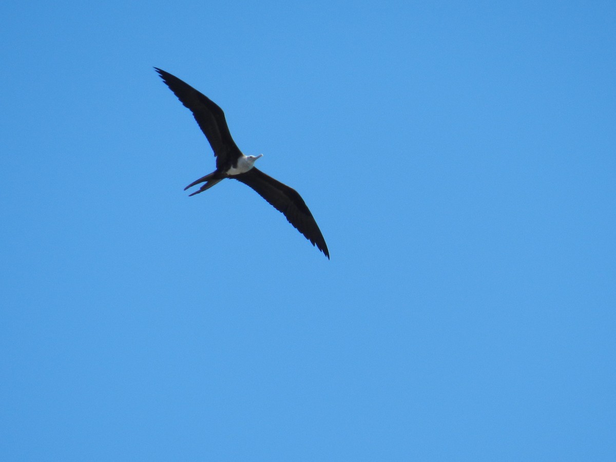 Magnificent Frigatebird - ML29712191