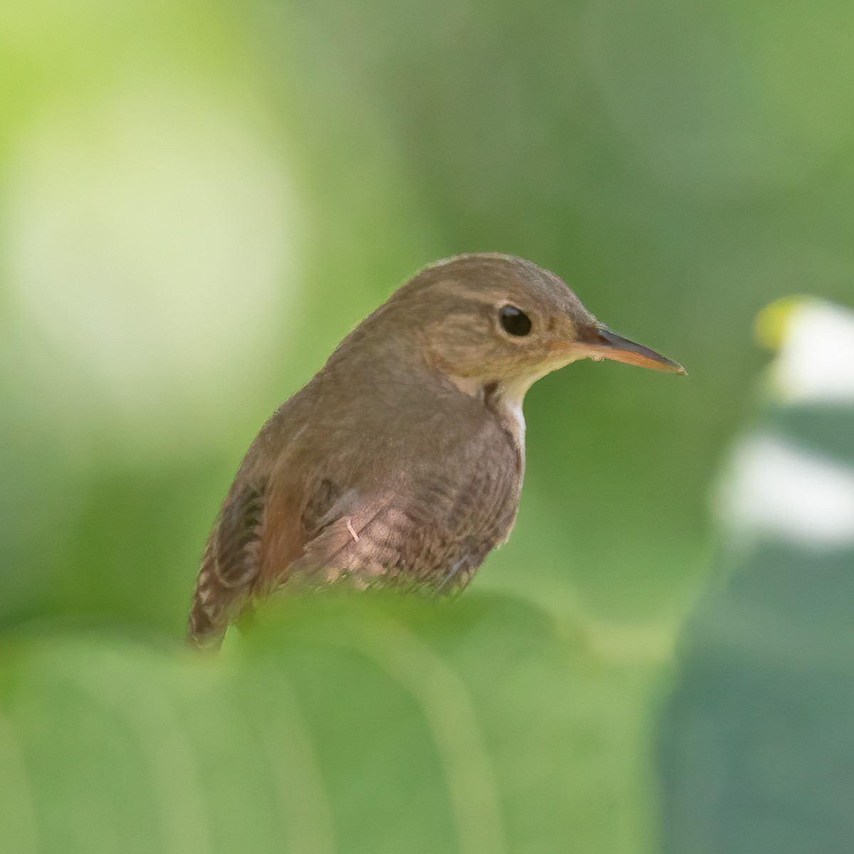 House Wren - ML297123051