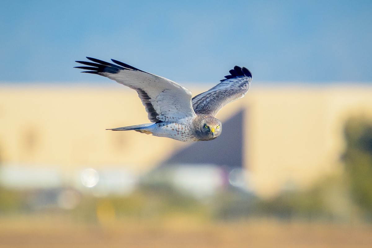 Northern Harrier - Michael Smith