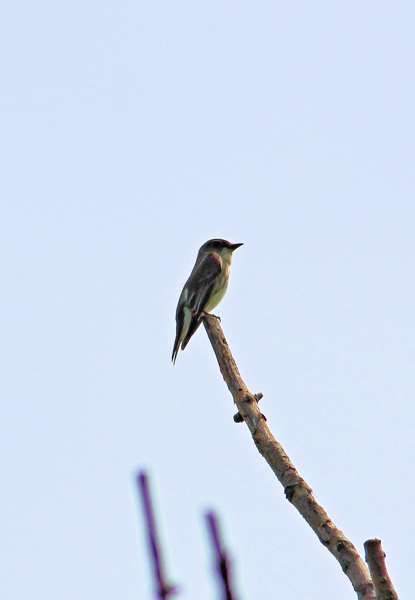 Olive-sided Flycatcher - ML29712471