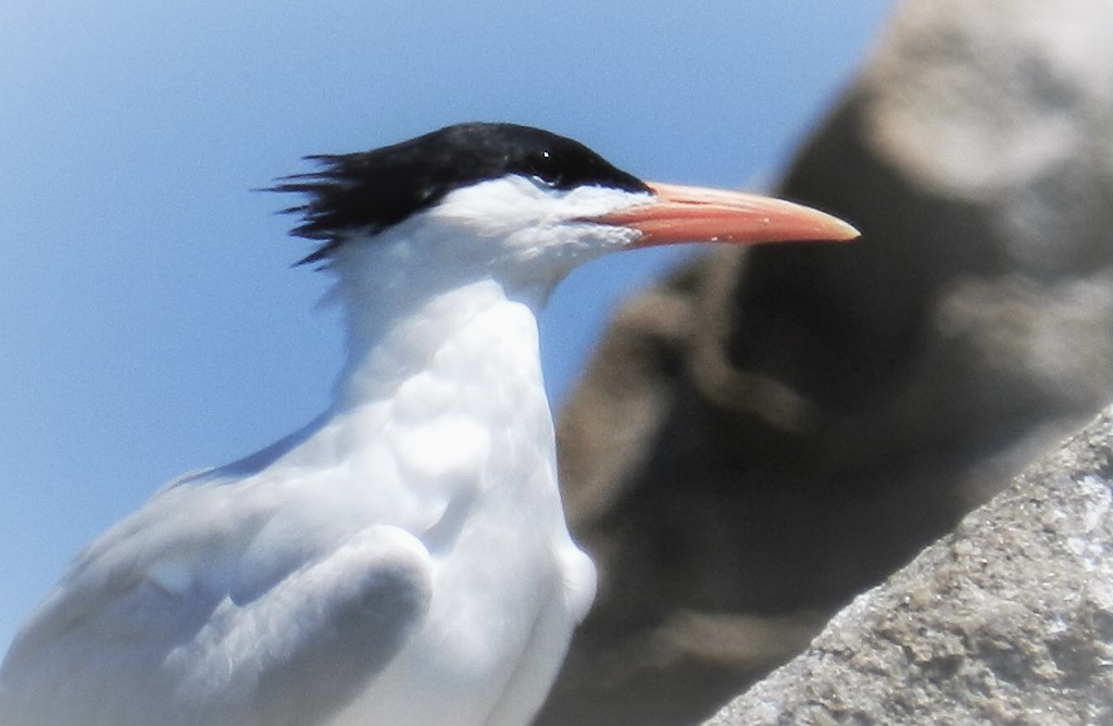 Elegant/Royal Tern - Eugenio de Jesús Villanueva Franck