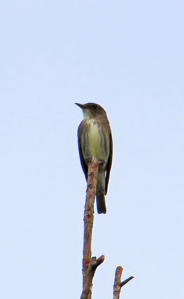 Olive-sided Flycatcher - ML29712491