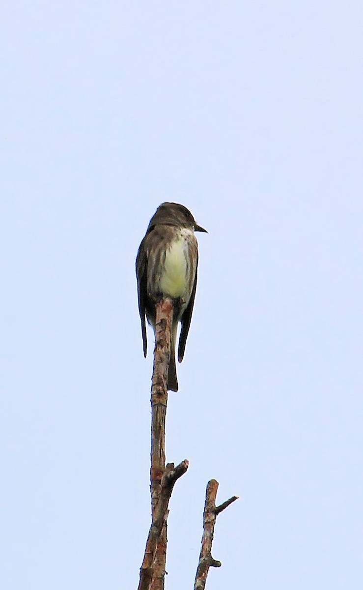 Olive-sided Flycatcher - ML29712501