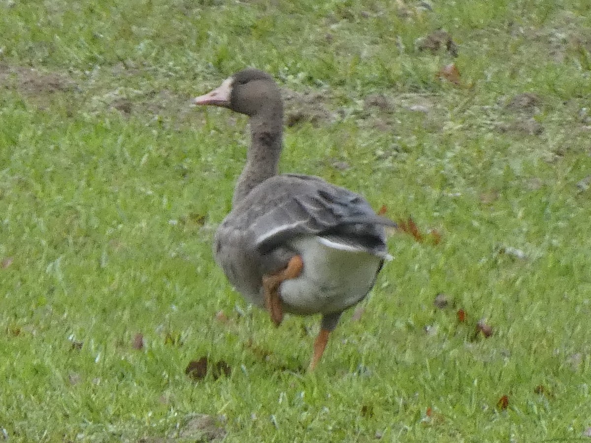Greater White-fronted Goose - ML297125621
