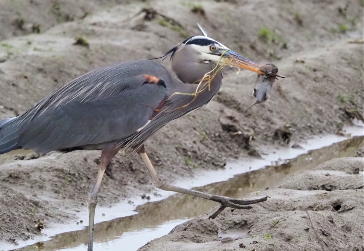 Great Blue Heron - Blair Bernson