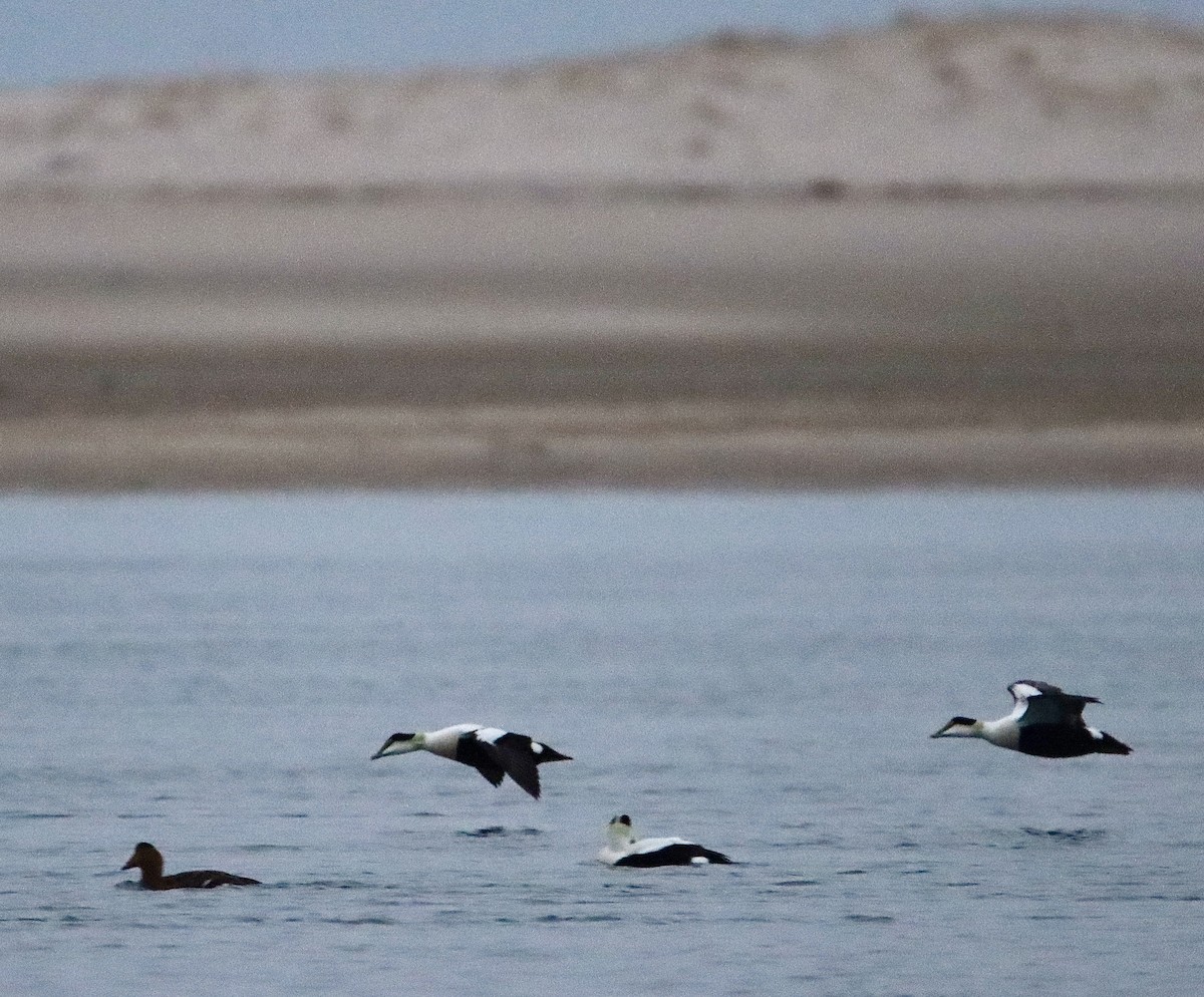 Common Eider - ML297127361