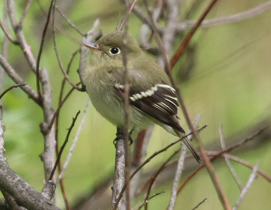 Yellow-bellied Flycatcher - ML29712761