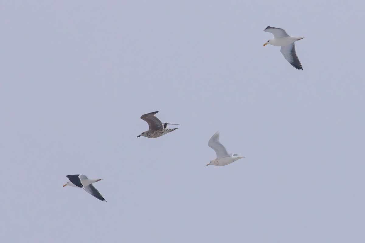 Glaucous Gull - ML297129081