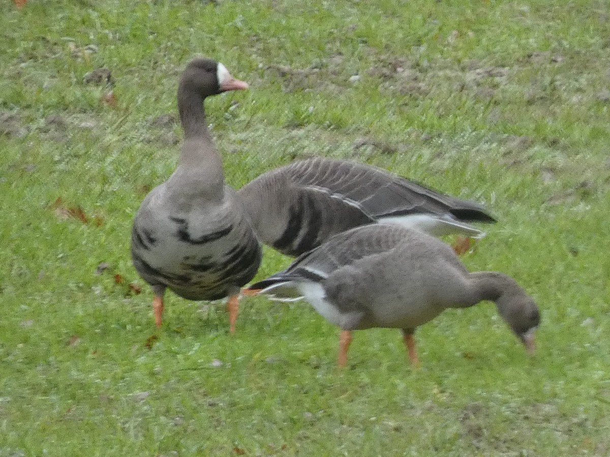 Greater White-fronted Goose - ML297129201