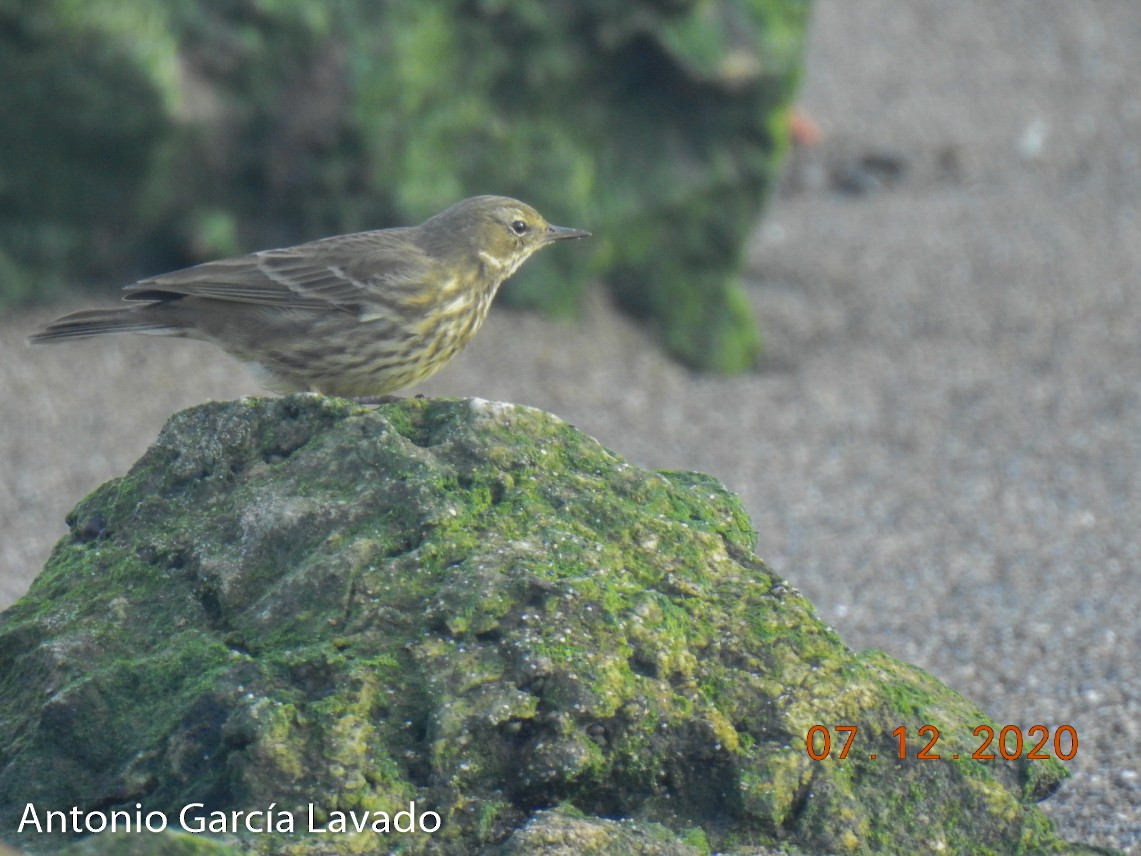 Rock Pipit - ML297130121