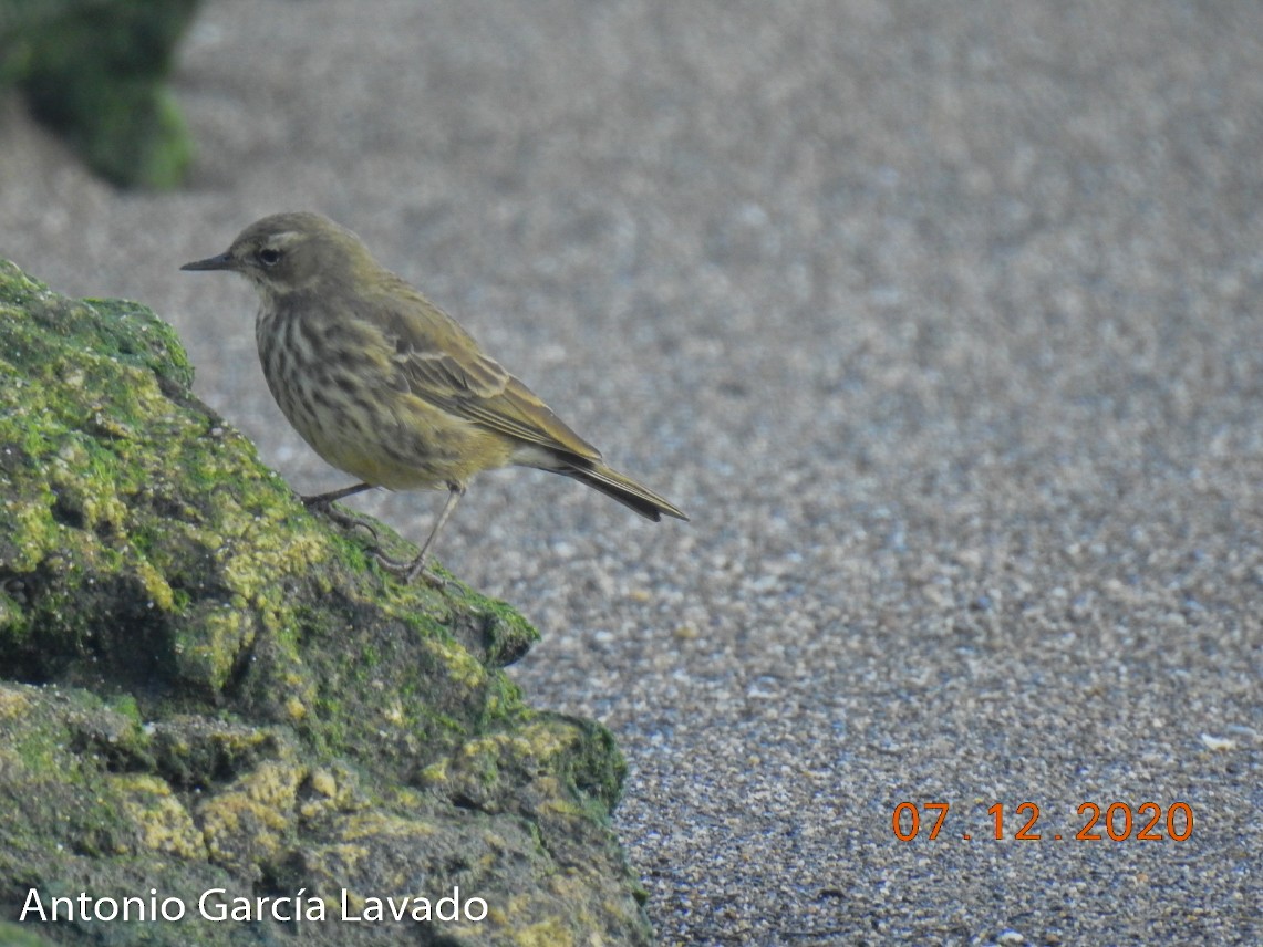 Rock Pipit - ML297130131