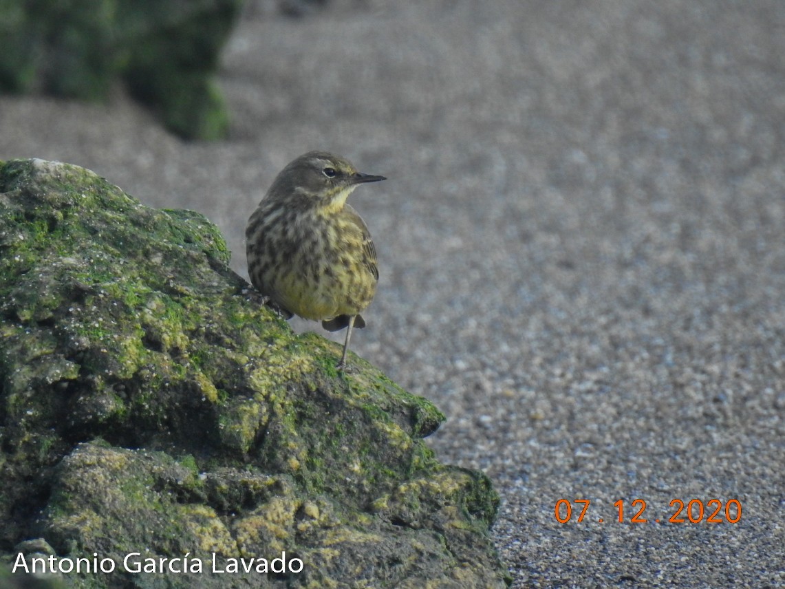 Rock Pipit - ML297130151