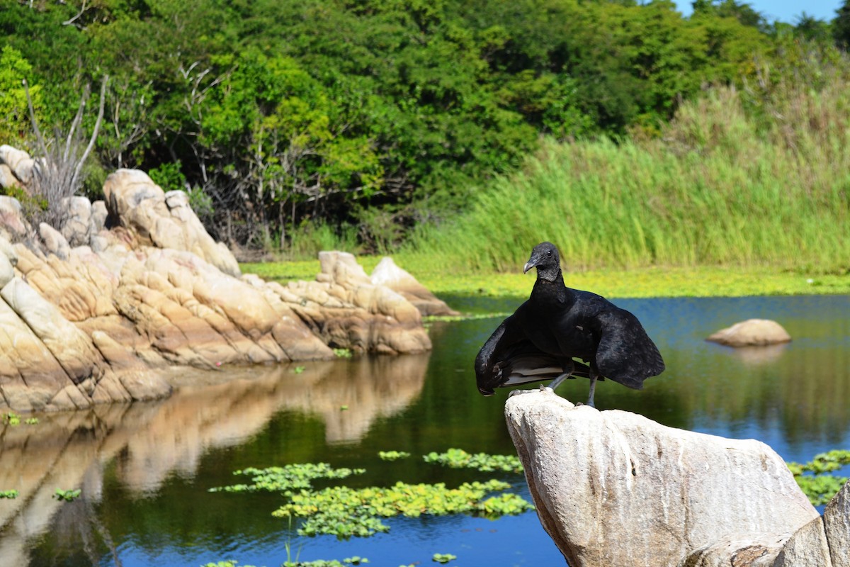 Black Vulture - Eugenio de Jesús Villanueva Franck