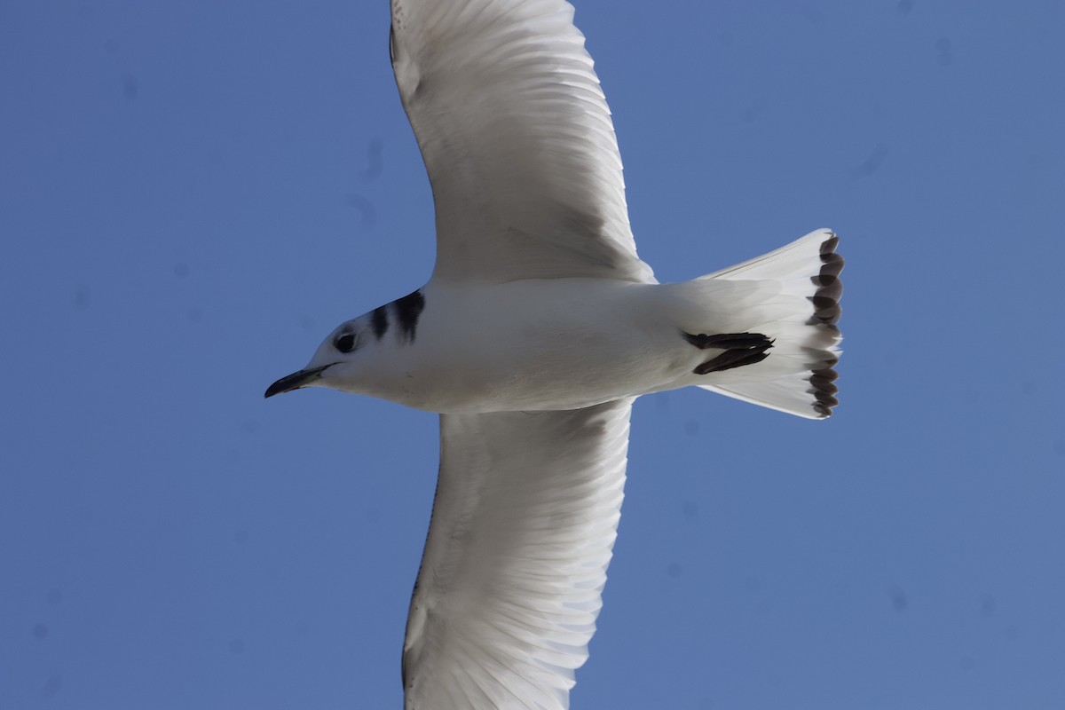 Mouette tridactyle - ML297135461