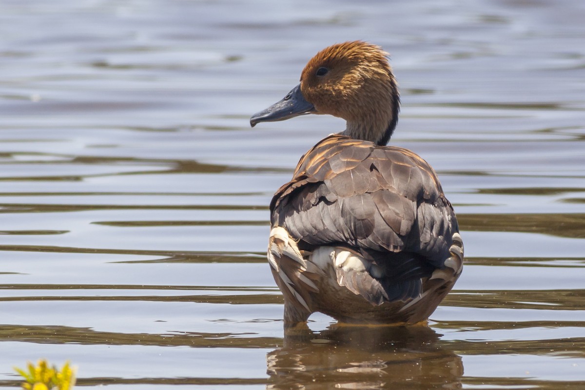 Fulvous Whistling-Duck - ML297135591